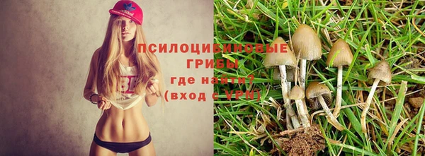 прущие грибы Медвежьегорск